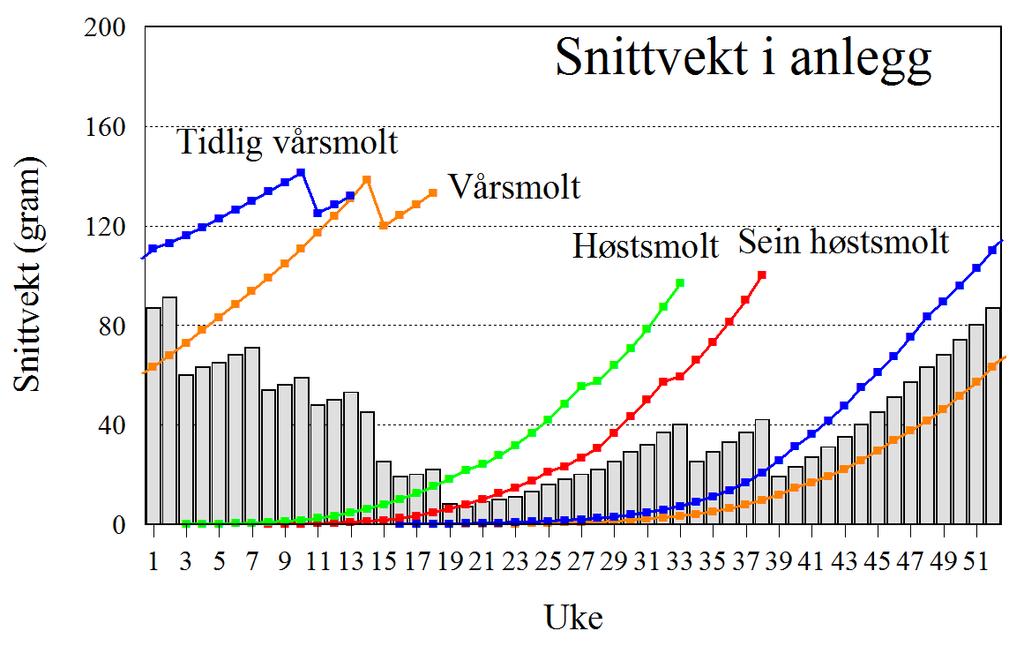 Tabell 1 og figur 5 gir en samlet ukentlig oversikt over anlegget planlagte aktiviteter og driftssyklus. Samlet levert mengde fisk i anlegget blir 608 tonn.