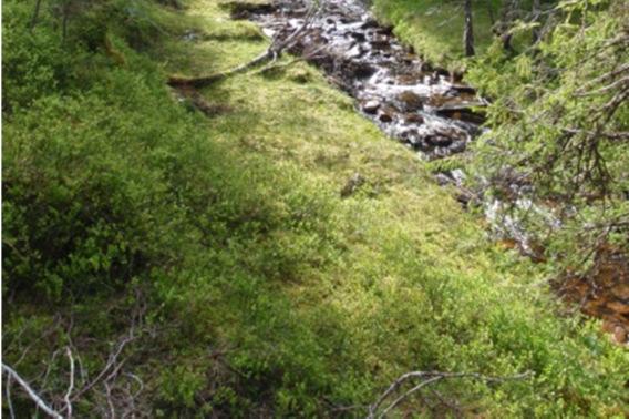 MILJØTILTAK I SKOGBRUKET PRIORITERING AV