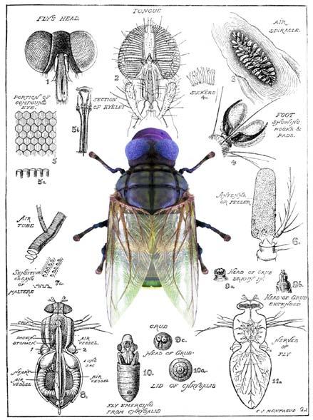 Minnesota Supersize Spyflue (MSS) (Minnesota vomitoria) Type dyr: En genmanipulert art innen spyfluefamilien. Utbredelse: Hele verden, men de største bestandene finnes i Midtvesten i USA.