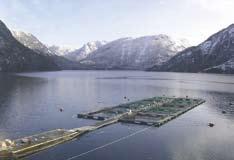 Alvorlig for industrifisk i Nordsjøen ICES anbefalinger for 2005: Tobis og øyepål i Nordsjøen