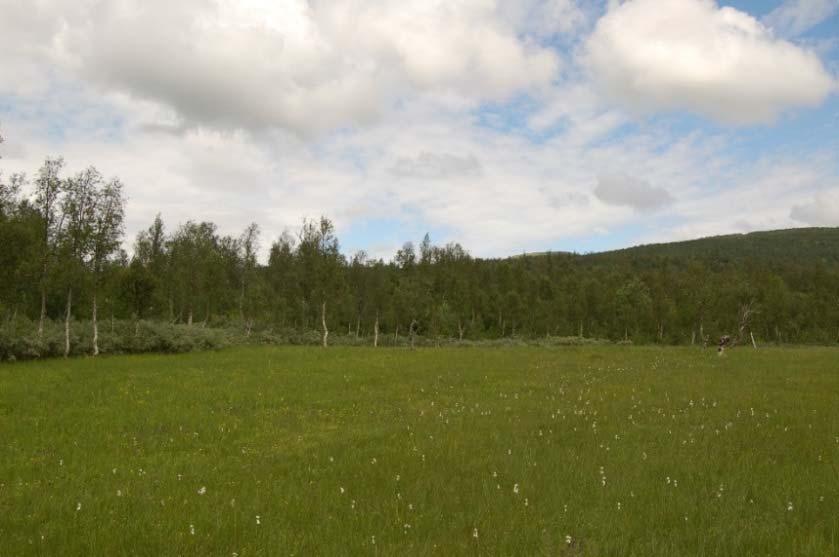 Foto: Bolette Bele/NIBIO. 3.1.4 Beiteskog Definisjonar og avgrensingar. Naturtypen omfattar alle typar skog som har vore utnytta til beiting.