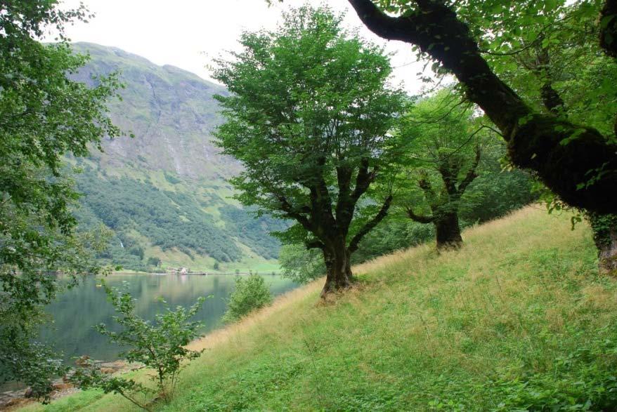 Naturtypane Haustingsskog og Lauveng blei skilt ut som eigne naturtypar ved revisjon av DN 13 Handbok i 2007. Hagemark var allereie definert som eigen type.