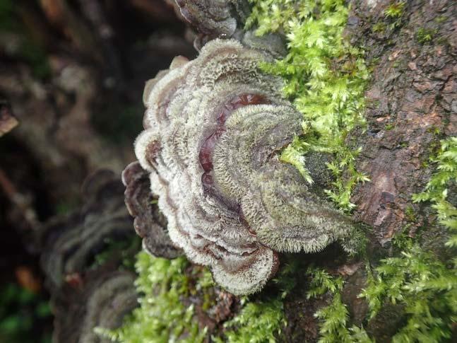 Frå eit biologisk forvaltingsperspektiv er det difor ikkje gjeve at all tidlegare haustingsskog skal restaurerast. Her er det bilete av skrukkeøre (NT). Foto: Pål Thorvaldsen/NIBIO.