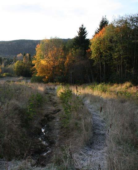 forstyrrelser forårsaket av bioturbasjon fra både vann og ganggravende dyr.