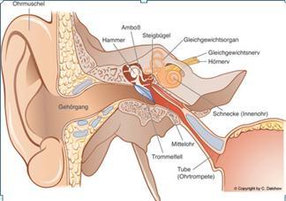 Bielefeld baloncatheter SPIGGLE OTOLOGIE - Bielefeld Baloon Catheter - Cod.