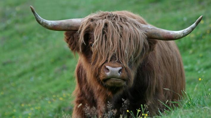 Tiergehege Tannenberg er et pent naturområde ved Østersjøkanalen nord for Kiel.