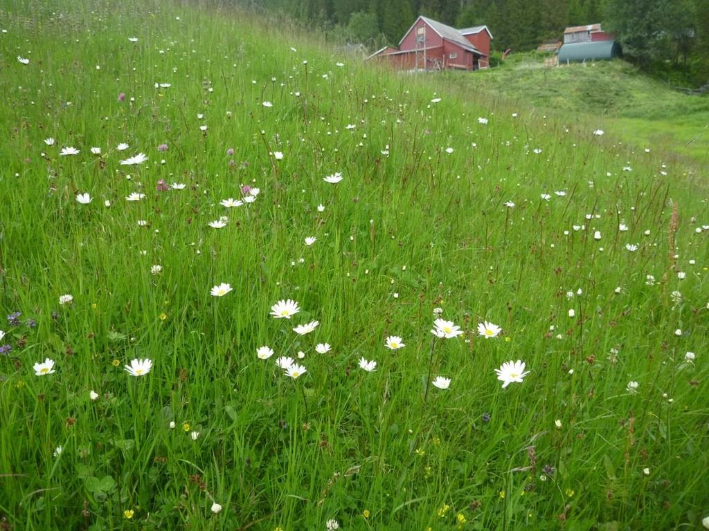 : 19, 2015 SKJØTSELSPLAN FOR SLÅTTEMARK