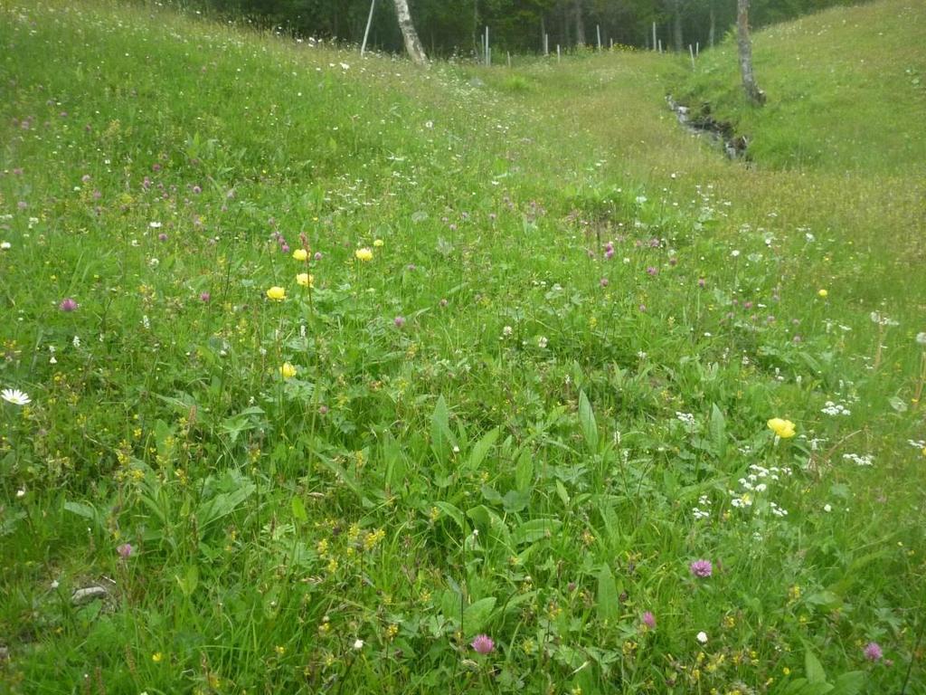 Figur 5. Det går en liten bekk gjennom den nordlige slåttemarkslokaliteten.