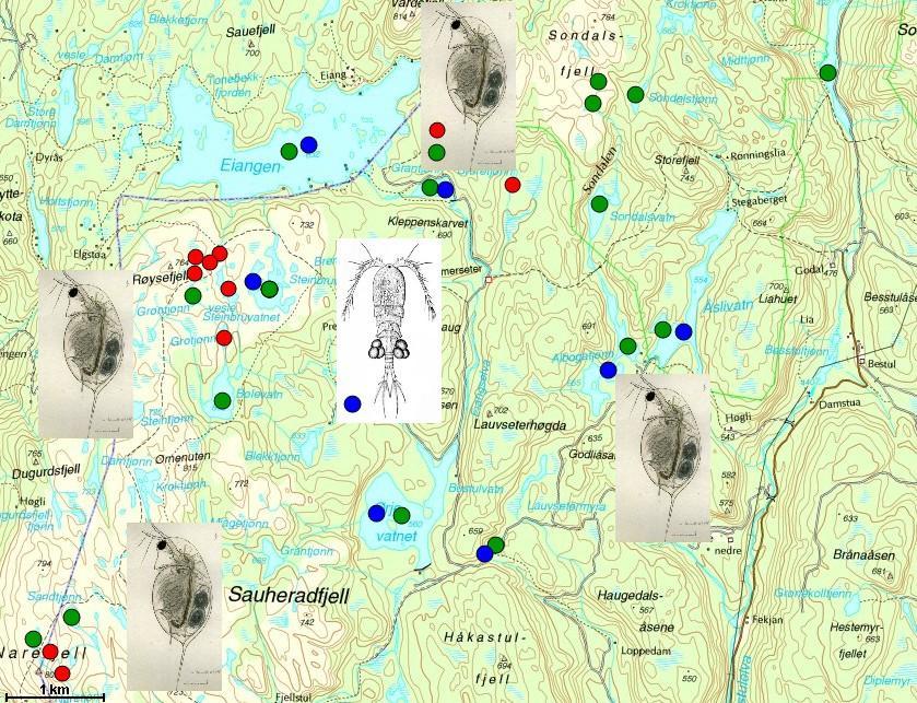 Figur 4-15. Restaurering av dyreplankton (zooplankton) i Sauherad- og Sondalsfjell. Kartet viser hvor D. lacustris (grønn sirkel: til stede; rød sirkel: borte) og C.