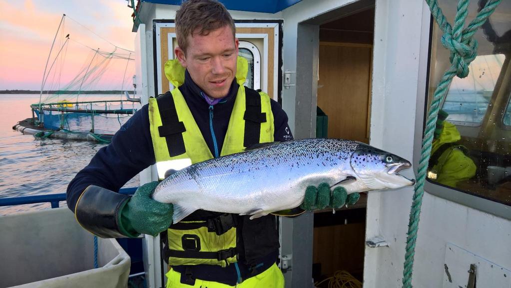 Påvekst 8 måneder i åpne nøter. 220 gram april 16. 4,5 kg des. 2016. Slaktestart februar 2017. Smøla.