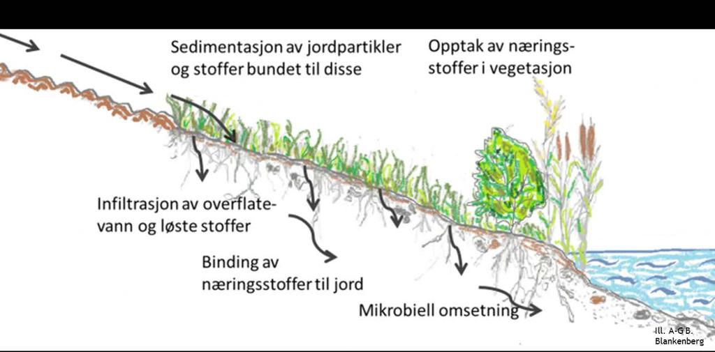 1.4 Prosesser i buffersoner Vegetasjonsdekke langs vassdrag har flere essensielle funksjoner med hensyn til retensjon av partikler, næringsstoffene nitrogen (N) og fosfor (P), pesticider og patogene