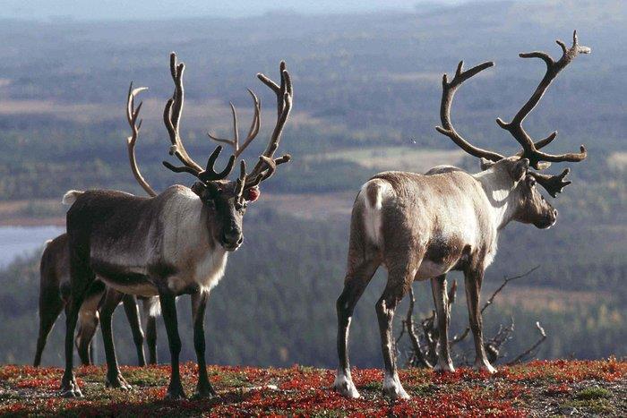 Stilt kommer kvelden, snart slokner dag, Før søvnen når oss, ber vi vår bønn. Skaperens stemme kaller og lokker, Hjemme hos Herren venter hans Sønn. Salmeboka nr.