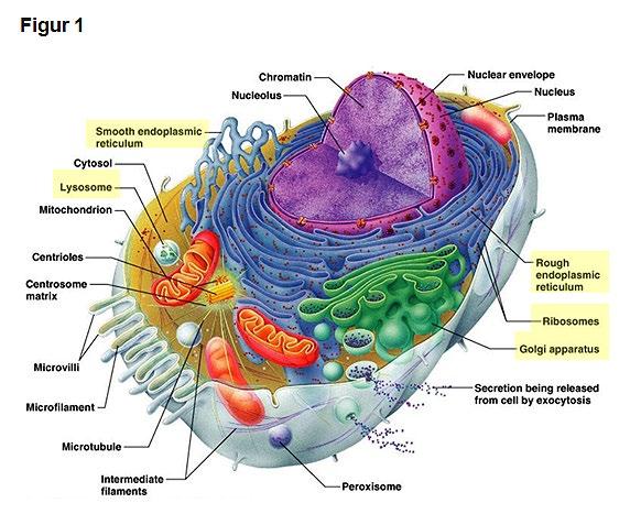 Frode Gallefoss LITT OM CELLENS BASALE FUNKSJONER SOM BERØRER AUTOFAGI: I tett omslutning til cellens kjerne finner vi «Glatt endoplasmatisk retikulum/ Smooth Endoplasmic Reticulum/SER», som har som