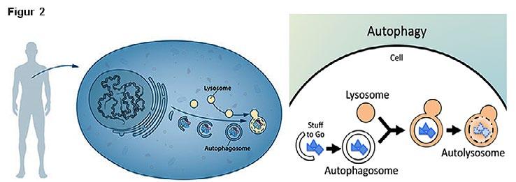 Nobelprisen i medisin eller fysiologi HVORFOR AUTOFAGI? Et menneske trenger 200-300 g protein daglig, men spiser bare ca 70g/dag.