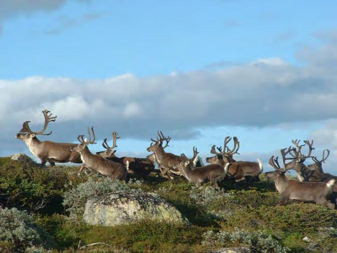 Det vart ikkje oppnemnd nytt Samarbeidsråd etter at siste periode gjekk ut i februar 2002 (sjå brev frå MD av 7.8.02).