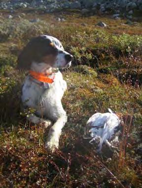 verneforskriftene og kva ein reknar som innanfor omgrepet landbruksnæring. Det føregår i dag inga tradisjonell stølsdrift med produksjon på stølen i verneområda.