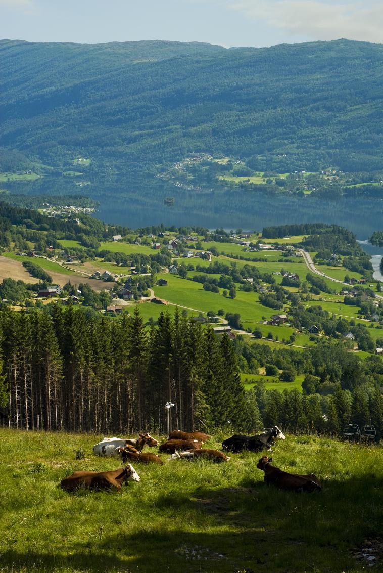 Jordbruksføretak - Økonomisk motivert til å søke tilskot gjennom RMP Hordaland - Dei fleste har gjennomført tiltak som dei elles ikkje ville ha gjennomført - Det er viktig