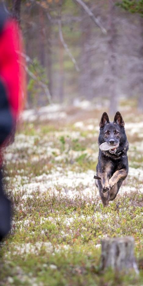 Tidsplan Torsdag: 19:00 20:00 Registrering deltagere 20:30 21:45 Funksjonærmøte 22:00 Åpning med trekking Fredag: 09:00 18:00 Rundering 50 x 50 felt Lydighet Presentasjon av Øvelsen «Tapt apport» og