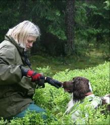 Springer Spaniel Stovner Hundeklubb