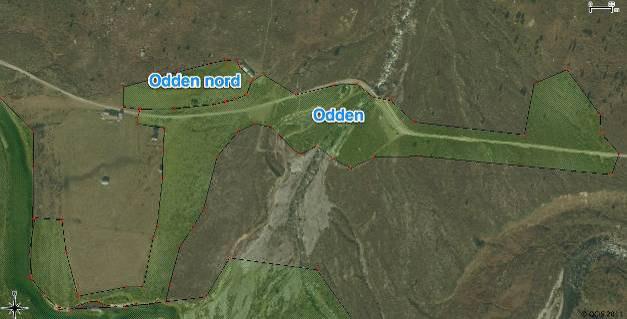 ble det noen steder presset ut sigevann fra de tette løsmassene (sand/silt), og i disse kildemiljøene ble det registrert kildeurt, stjernesildre og fjellsyre, noe som viser at sigevannet ikke er