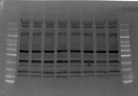 transferbuffer. Figur 4: Gel etter elektroferese Sandwichen ble sett sammen av pads, filterpapir (Criterion# blotter Filter paper, kat.nr. #1704085, Bio-Rad Laboratories Inc.