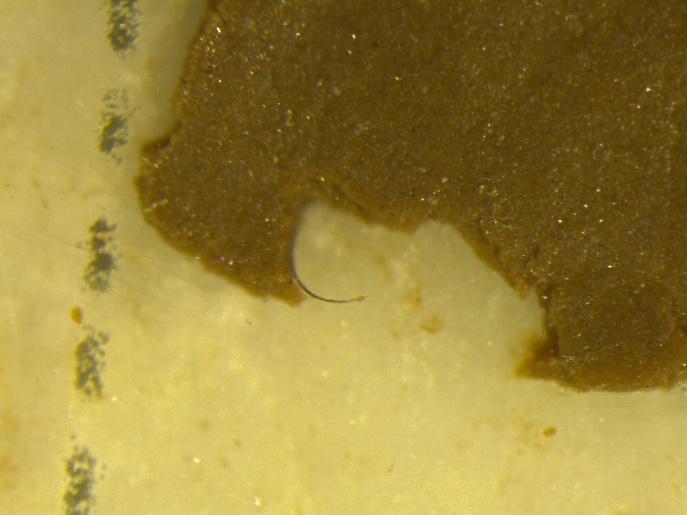 Foto av fragment funnet i ytterkant av filter, og fiber som stikker ut av sedimentet, begge prøvene var tatt i fjæresonen.
