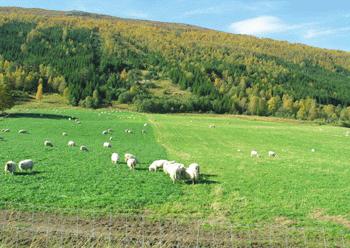 Raisvingel kan vera aktuell i område der raigras er noko usikkert, men sortane i marknaden har for tida ikkje den beste beitekvaliteten.