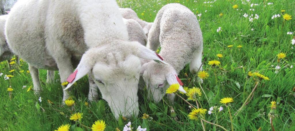 halde nede ugras og ymse planter dyra ikkje vil ete. Ulik jord har ulik evne til å buffre ph, så vi kan sjå ulik ph-endring på t.d. skarp sandjord og moldrik leirhaldig morene.