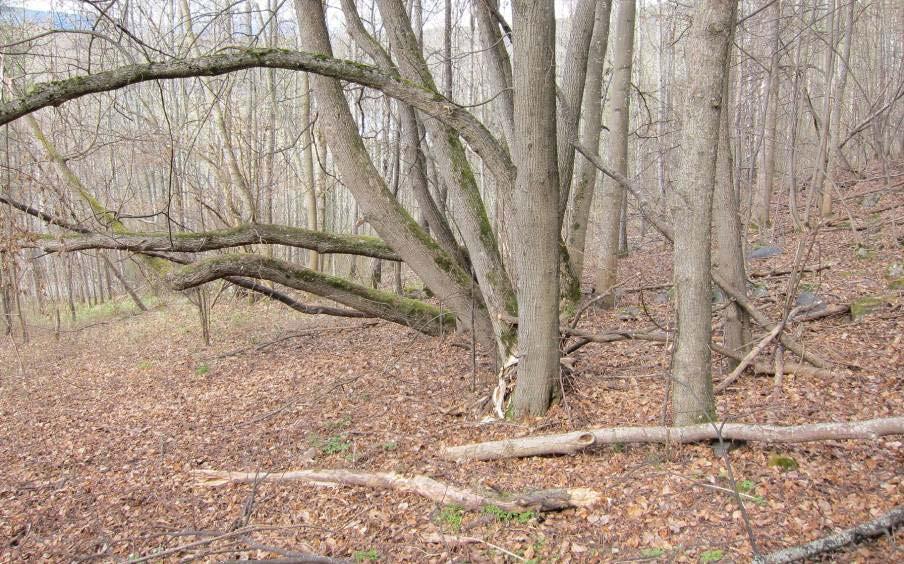 Gammel gjengroende hagemark med spredte gamle