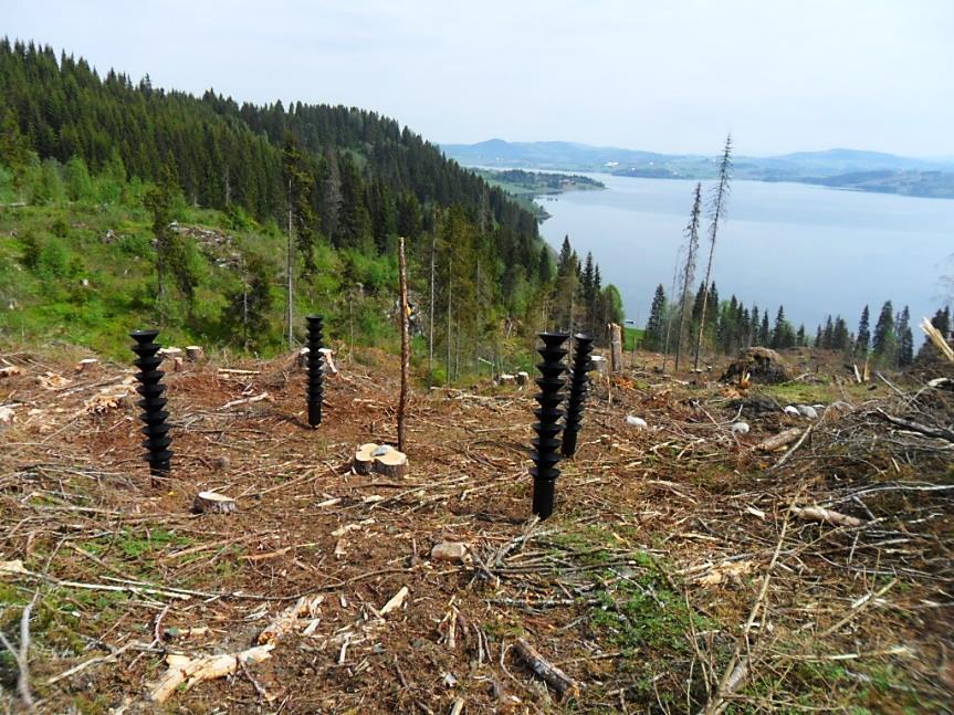 2.1. Lokalitet 1. Hommeldalen Lokalitet 1. ligger i Hommeldalen på Sandvollan i Inderøy kommune (UTM 32V 0613433 7089450), 73 meter over havet.