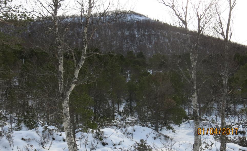 Landskapsformer, geologi og vegetasjon Terrenget ovenfor planlagte hytte stiger slakt opp til ca kote 30, der det er et lite platå hvor Valnesveien