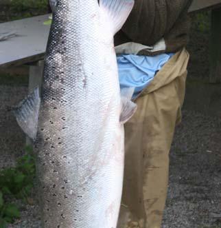 Andre fiskere var også fornøyde: Kjell-Roger Engh Tommy Svendsen Jim A Olsen Øystein Burud Klaus Steen Nilsen 8,8 kg og 97