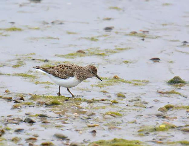 Grønnstilk Tringa glareola (Wood Sandpiper) 1 Sennalandet 20/05 1 Veidnes 21/05 1 Tana og Tanadeltaet 23/05 5 Bergebyelva 23/05 2 Komagvær 24/05 1 Barvikmyrene 24/05 1 Vadsøya 25/05 2