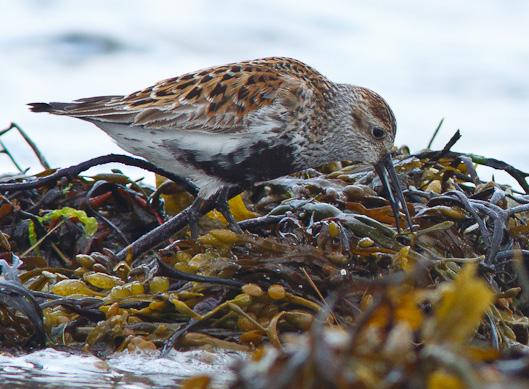 Tyvjo Stercorarius parasiticus (Parasitic Jaeger) 3 Altaosen 20/05 1 Brenna 21/05 2 Veidnes 21/05 2 Lakselv - Mehamn, underveis 21/05 100 Slettnes 22/05 1 Berlevåg 23/05 5 Kjølnes fyr 23/05 1 Veidnes