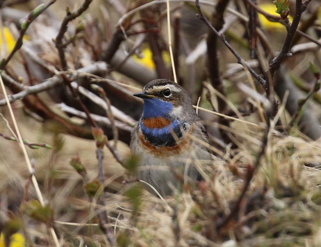 Det var bra med våtmarksfugler i området, bl.a. 12 stjertand, 25 gravand, 10 grågås, 4 sædgås, 8 steinvender, 8 temmincksnipe og en art som sees fåtallig i Finnmark; gråhegre.