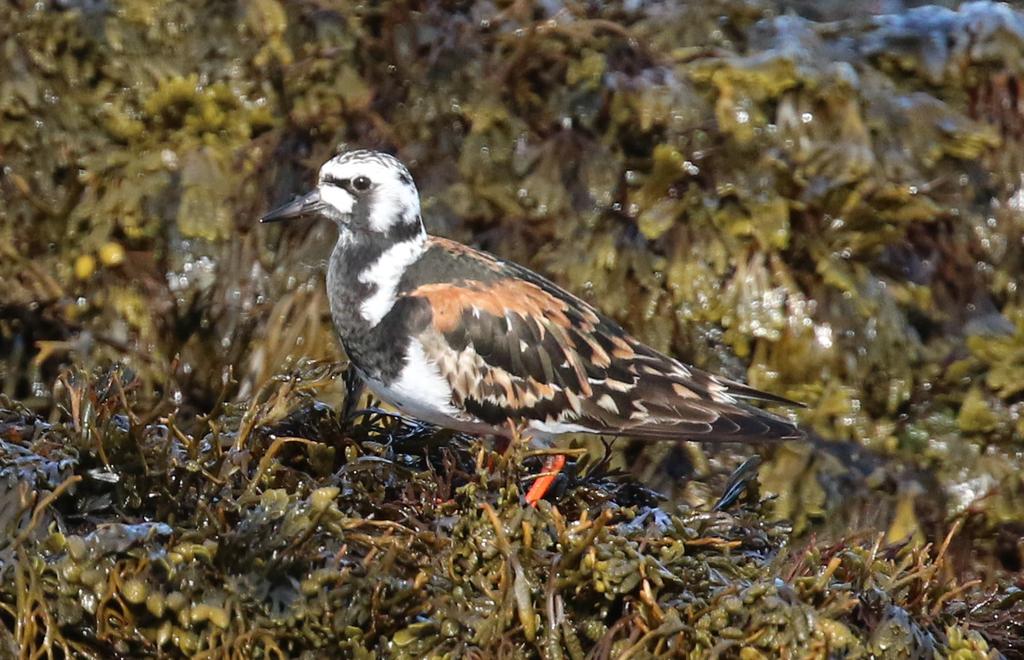 Fjelljo med de lange stjertfjærene, Slettnes. Foto: Kj. Johannessen Steinvender i fin sommerdrakt, Kjølnes Fyr. Foto: Bjørn Pedersen 23. mai 2016 Vi våknet til nydelig vær, sol og vindstille.