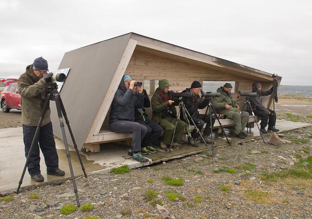Gjennom teleskopene, som her var nødvendige, så vi at det var et yrende liv på og rundt Hornøya. Det var mange lomvier, alker, lunder og krykkjer.