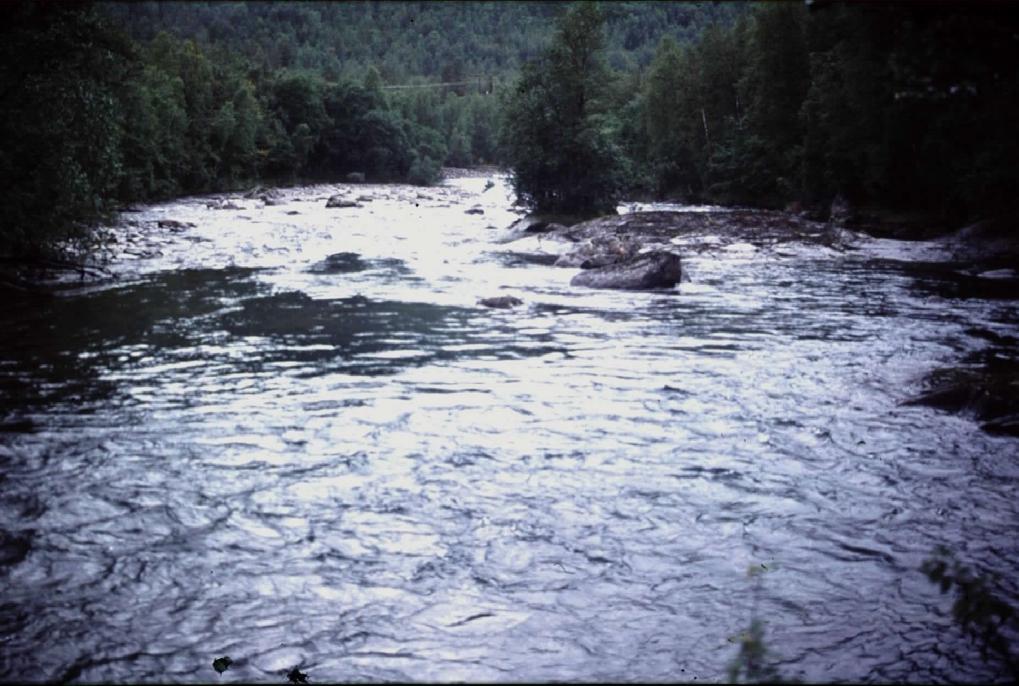 3B) renner elva med sterk stri strøm, og bunnen er dominert av stabile masser bestående av stein og blokk (figur 2A og B, 3A).