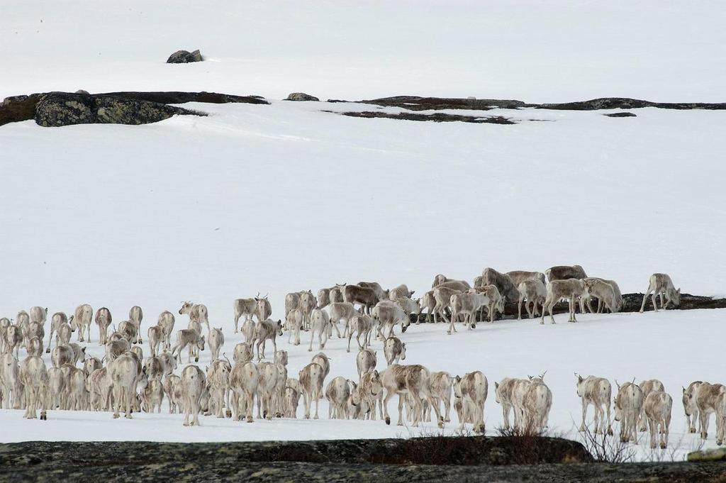 Samspill med andre regionale planer Regional plan for Hardangervidda grenser til Heiplanen (Setesdalsheiene) i sør og Nordfjellaplanen i nord.