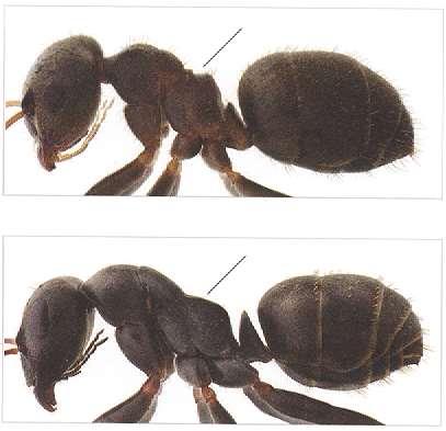 Underfamilie Formicinae Lasius Kort rygg, kortere enn høy Eks.