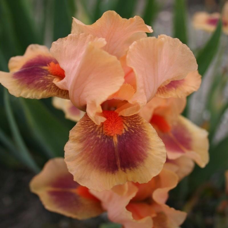 Iris germanica 'Pink Pele' Kr. 125,00 pr. stk. Opprinnelse: 1996 Høyde: 45 cm.