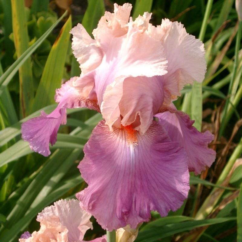 Iris germanica 'Sweet Mussete' Kr. 195,00 pr. stk. Opprinnelse: 1986 Høyde: 90 cm.