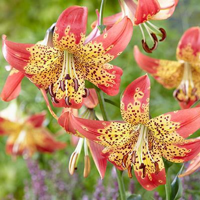 Lilium 'Fusion' Kr.? pr. stk. Opprinnelse: Storblomstret klon. Introdusert ukjent. Høyde: 80 cm.