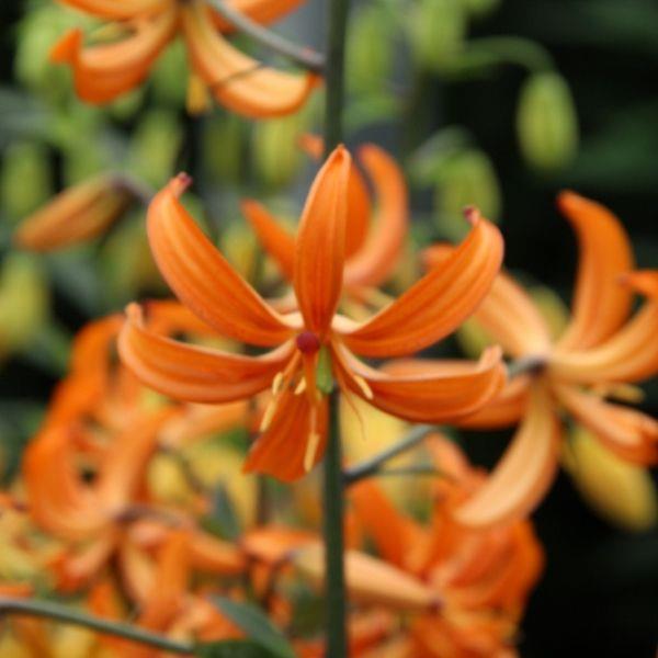Lilium hybrid 'Orange Marmelade' Martagon hybrid, Martagon type Kr. 50,00 pr. stk. Opprinnelse: Europa. Introdusert ukjent.