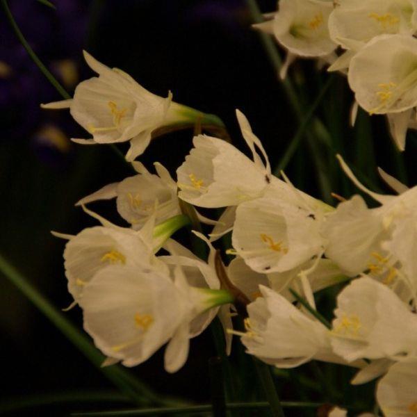 Narcissus cantabricus Uvanlig i Norge. Kr. 15,00 pr. stk. Divisjon 13. Opprinnelse: Syd-Spania.