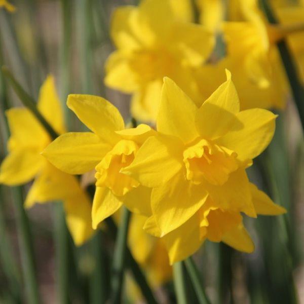 Narcissus x odorus Kr. 8,00 pr. stk. Divisjon 13. Opprinnelse: 1601. Syd-Europa Høyde: 30-40 cm.