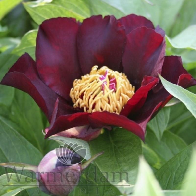 Paeonia 'Dark Eyes' Kr. 1300,00 pr. stk. Opprinnelse: Høyde: 70 cm.