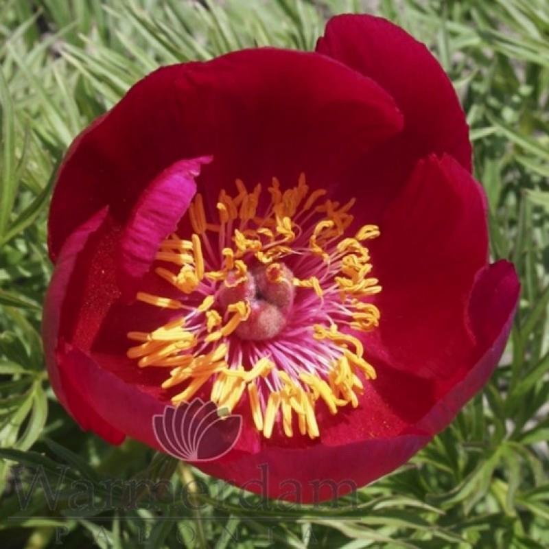 Paeonia tenuifolia hybrid Kr. 350,00 pr. stk. Opprinnelse: Høyde: 80 cm.