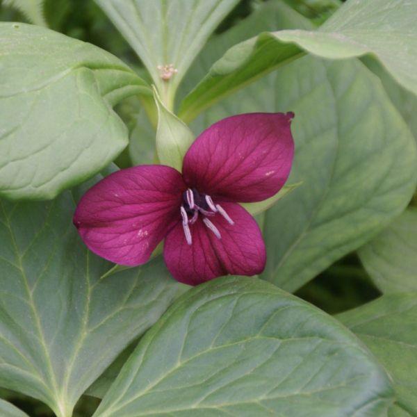 Trillium vaseyi Sjelden! Kr. 185,00 pr. stk. Opprinnelse: Sydøstre-Amerika. Høyde: 50 cm. Blomstringstid: 5 Planteavstand: 10 cm.