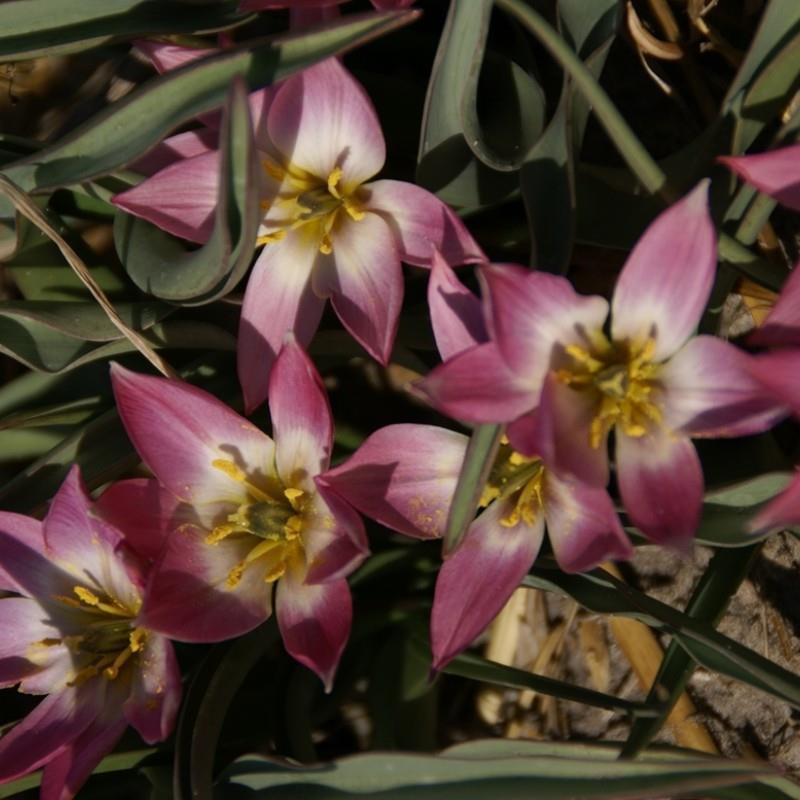 Tulipa aucheriana Sjelden! Kr. 55,00 pr. stk. Opprinnelse: Syria. Gjenintrodusert i 1883 Høyde: 10-15 cm.